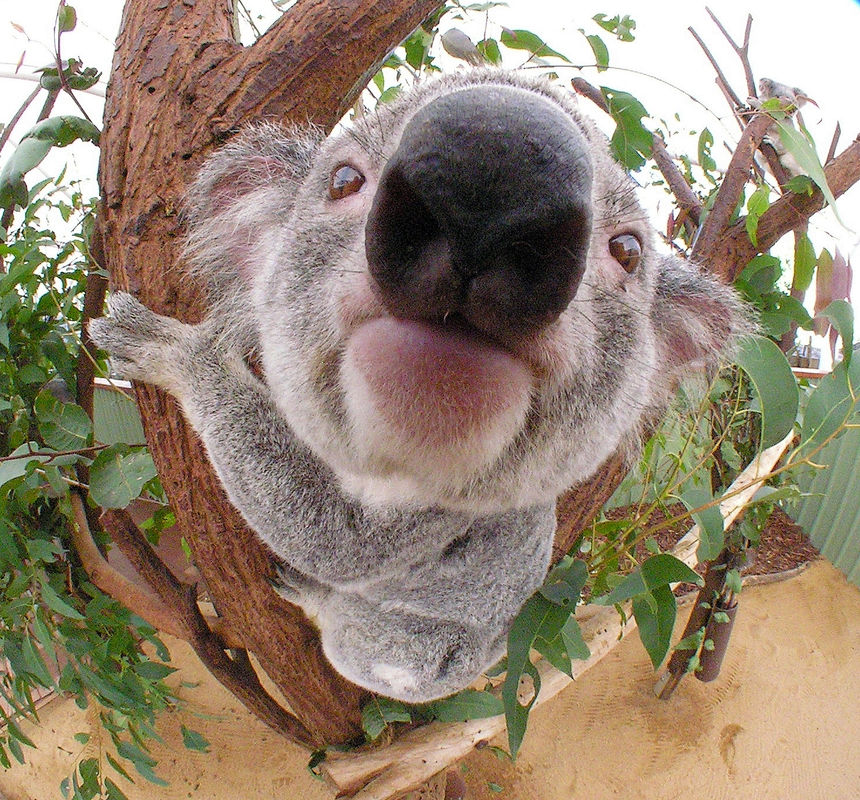 koala_big_nose.jpg