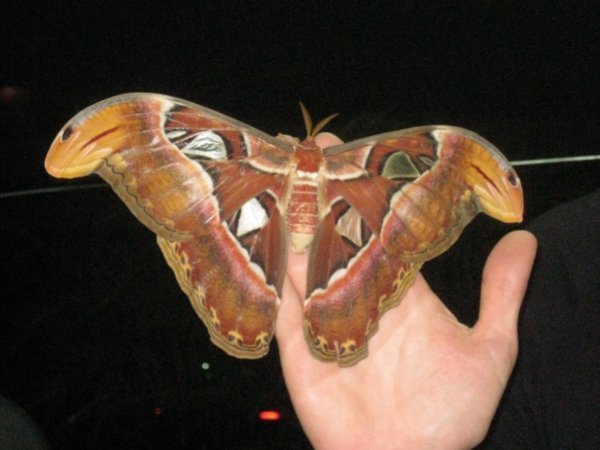 2983084-Giant-moth-0.jpg