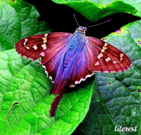 56799-Colorful-moth-ig14.jpeg