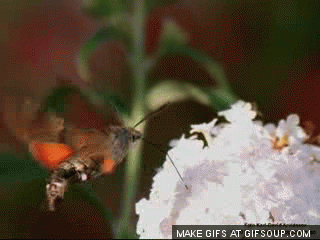 img-3340094-2-hummingbird-hawk-moth-o.gi
