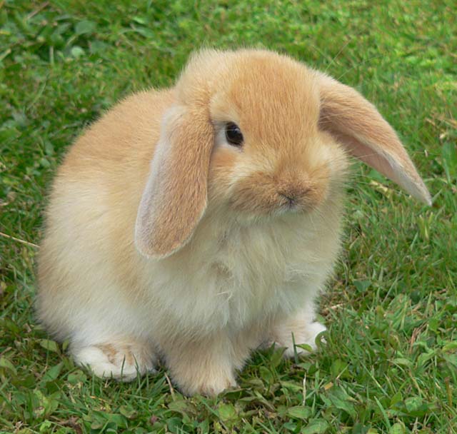 rabbit-brown-grass.jpg