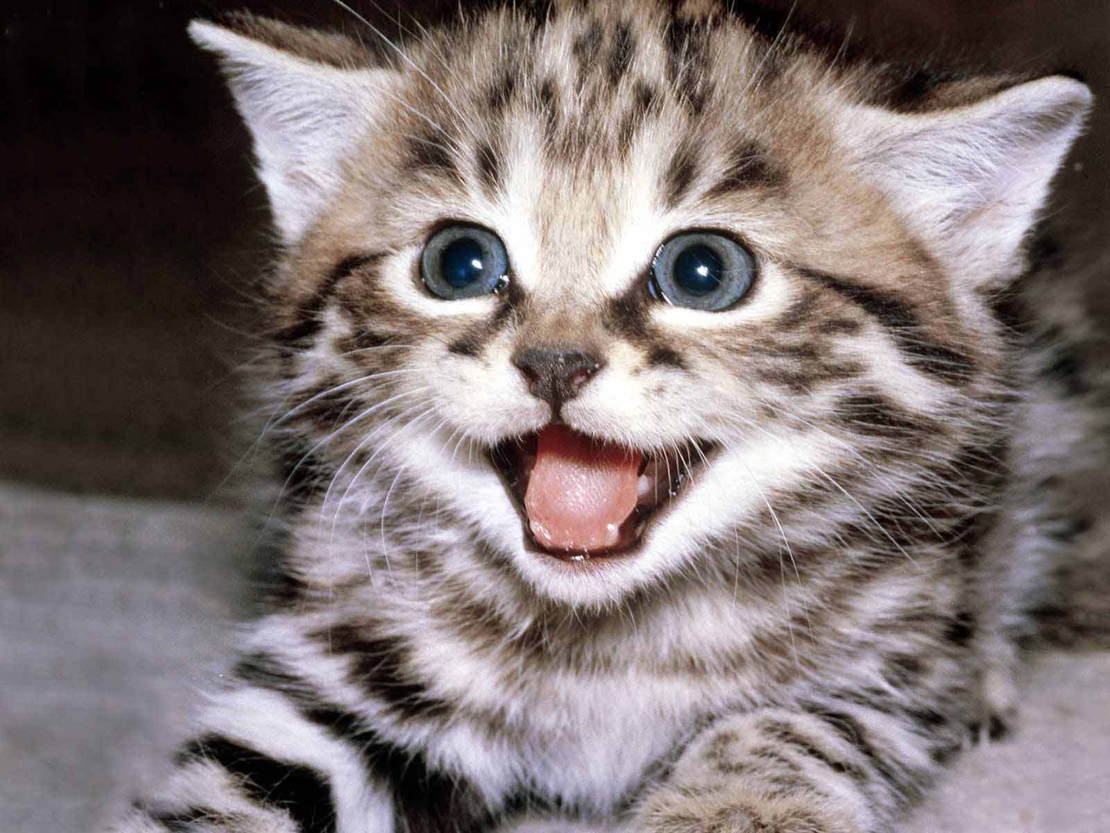 Cute-Wallpapers-cute-kittens-10501757-16