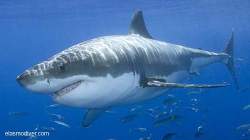 Great-White-Shark.jpg
