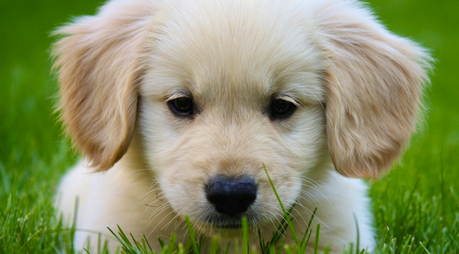 miniature-golden-retriever-puppies-for-s