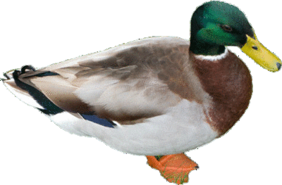 duck-mallard-male-transparent-background