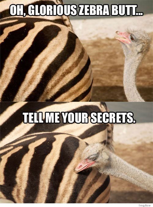 oh-glorious-zebra-butt-tell-me-your-secr