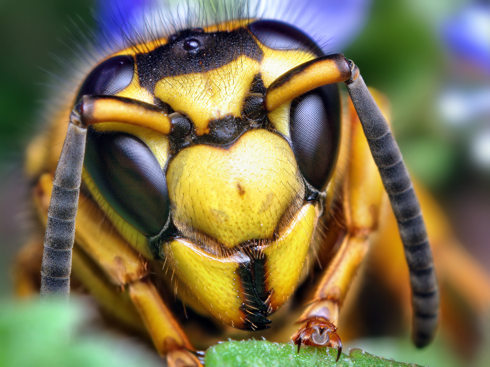 Face_of_a_Southern_Yellowjacket_Queen_(V