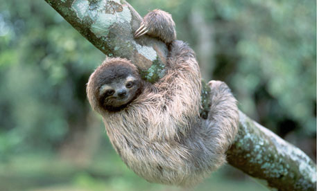 A-three-toed-tree-sloth-h-008.jpg