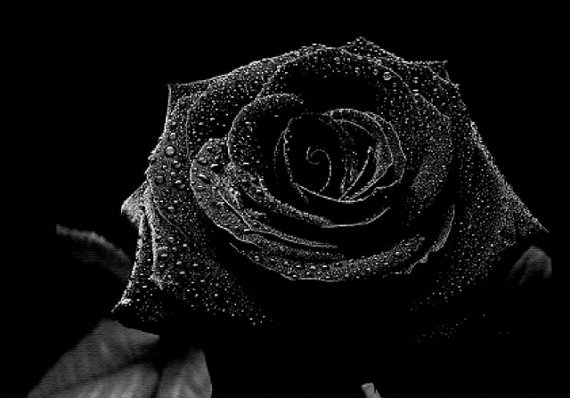 black-rose-dektop-hd-640x447.png