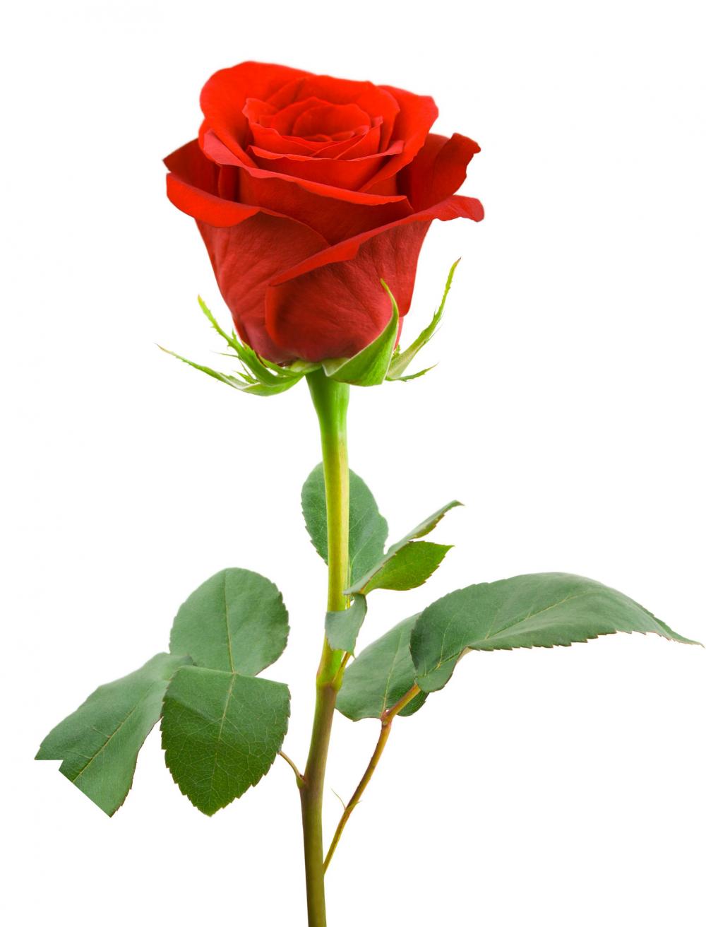 single-red-rose-with-white-background-ni