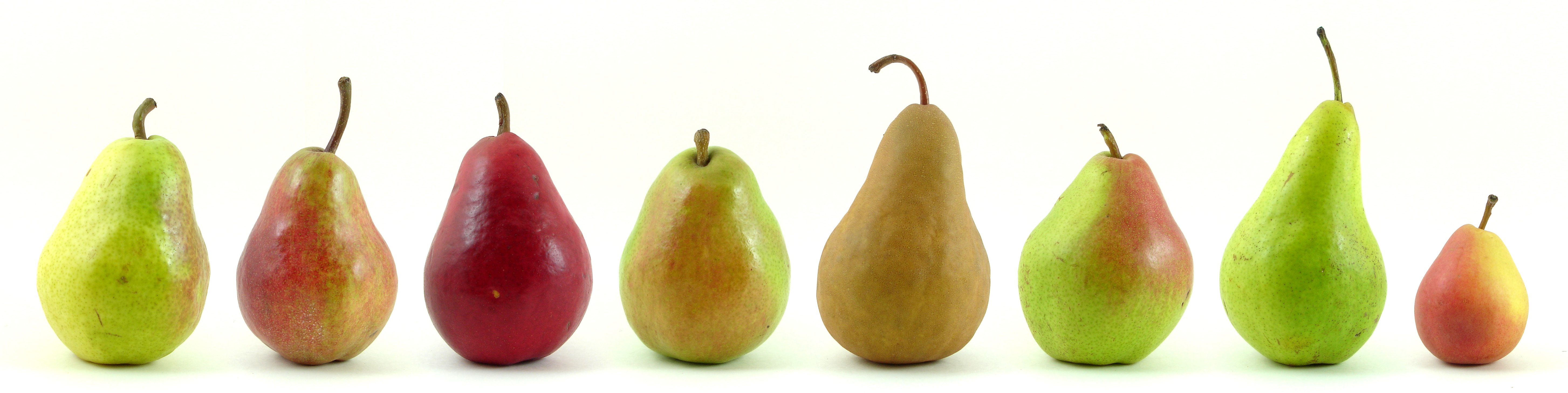 Eight_varieties_of_pears.jpg