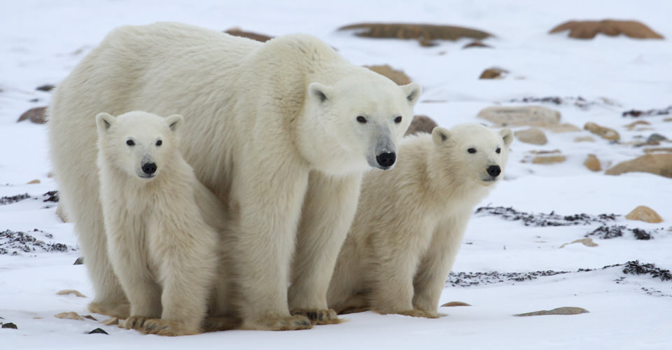 Polar-Bears-Tundra-Lodge-7-bear-cubs.jpg