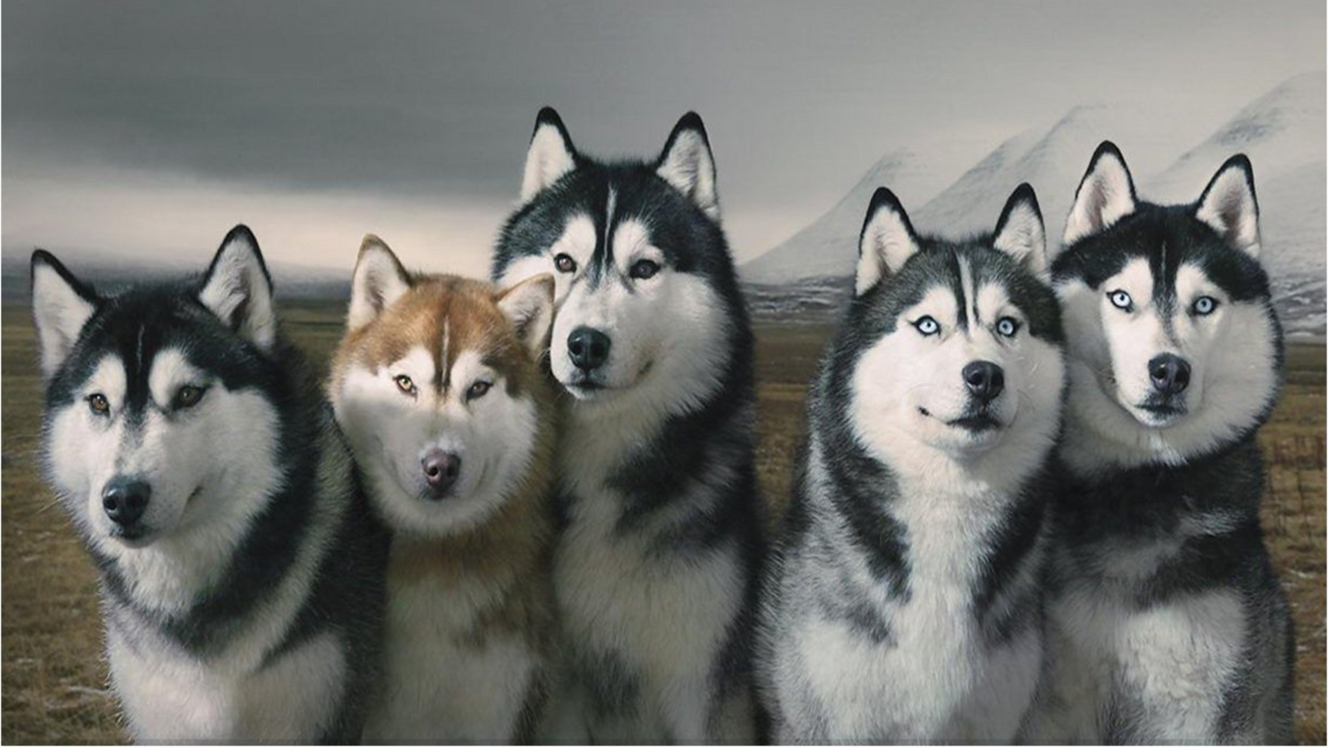 siberian_huskies_dogs.jpg