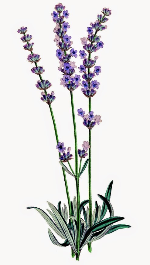 sig-3750989.Lavender-Plant-Stock-Image-g