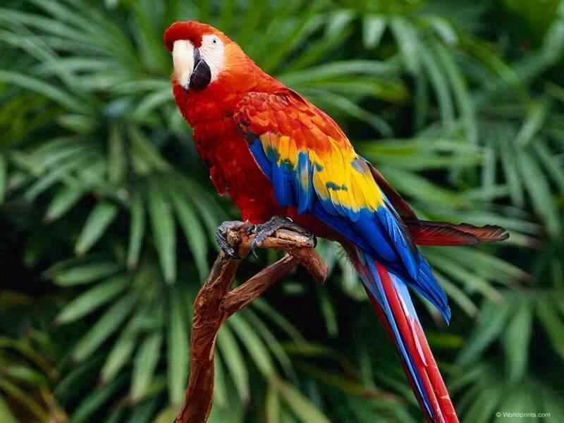 scarlet_macaw_parrot.jpg