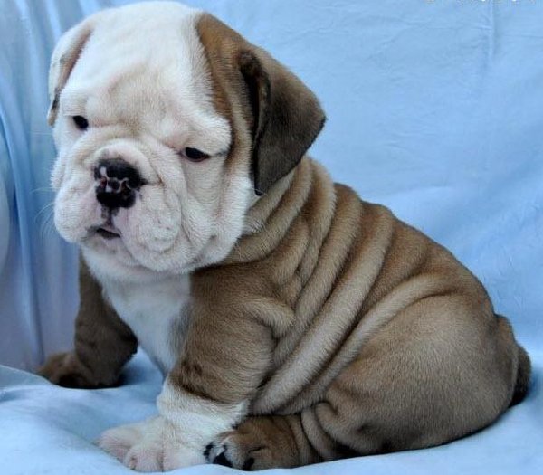 cute-and-lovely-english-bulldog-puppies-