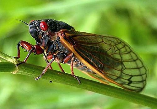 CicadaPeriodical01.jpg