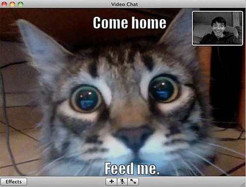 webcam-cat-random-34241908-500-380.jpg