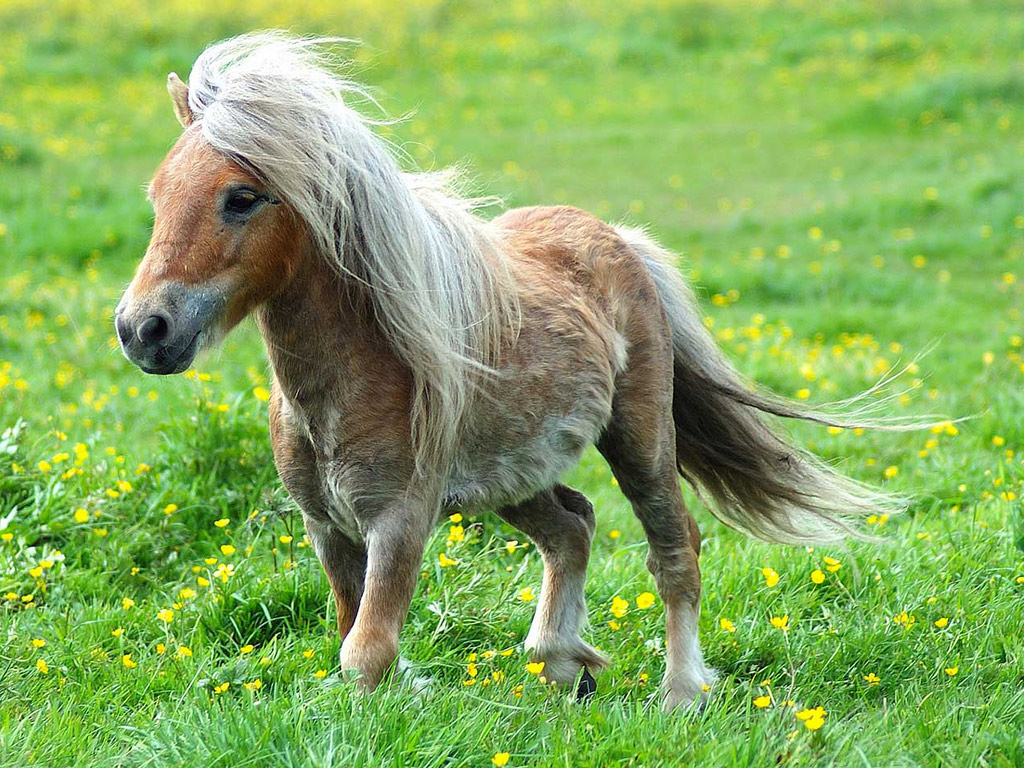 pony_running_free1.jpg