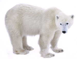 Polar-Bear.jpg