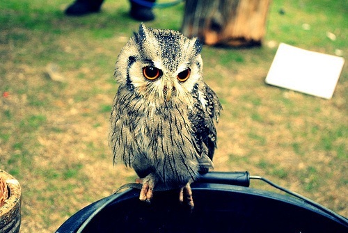 cute-owls-sowa-Favim.com-299827.jpg