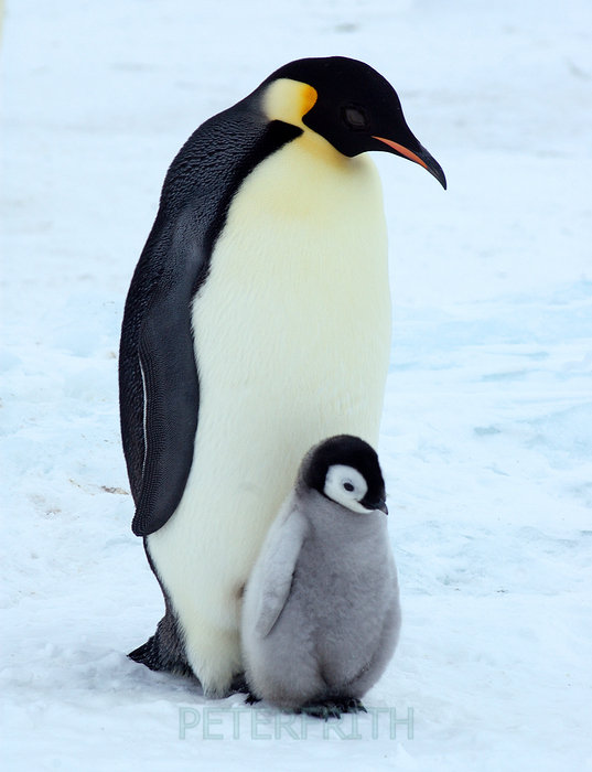 564754-emperor-penguin-and-chick_view.jp