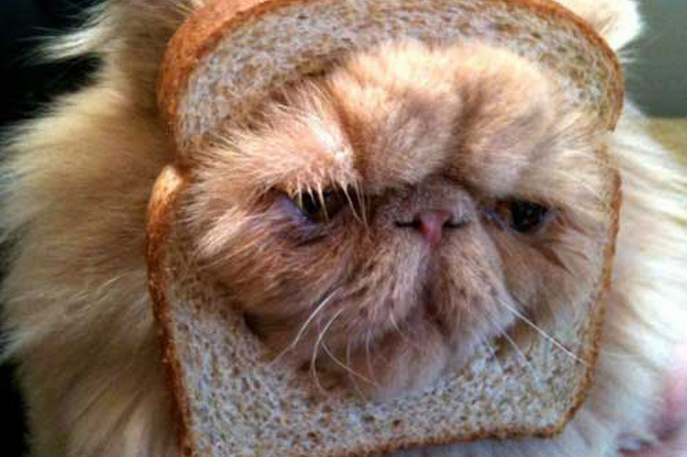 Bread-cat.jpg