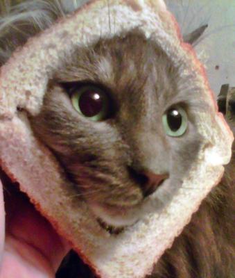 in-bread-cats-21611765.jpg