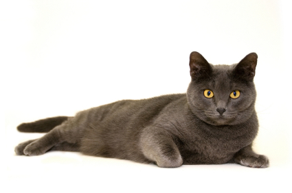 british-shorthair-cat-breed-handsome-blu