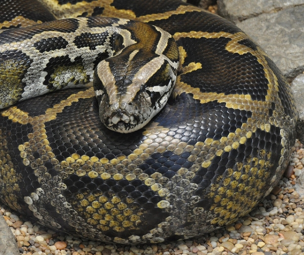 python-4.jpg