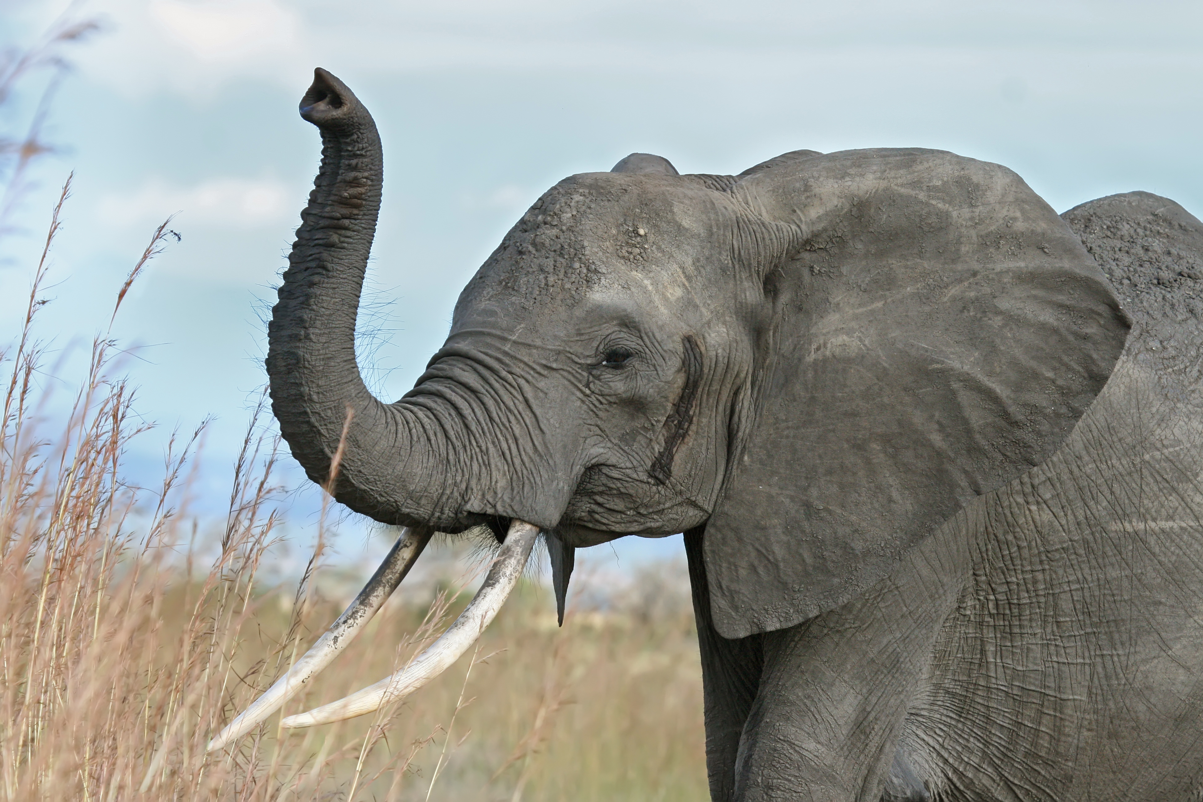 African_elephant_warning_raised_trunk.jp