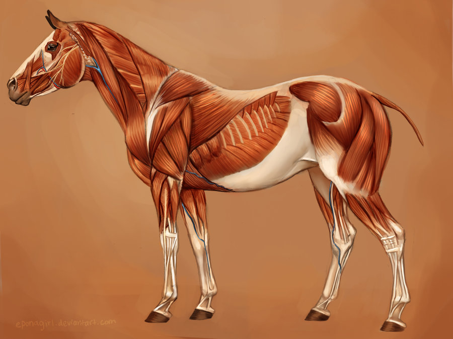 horse_muscles_reference_by_eponagirl-d4n