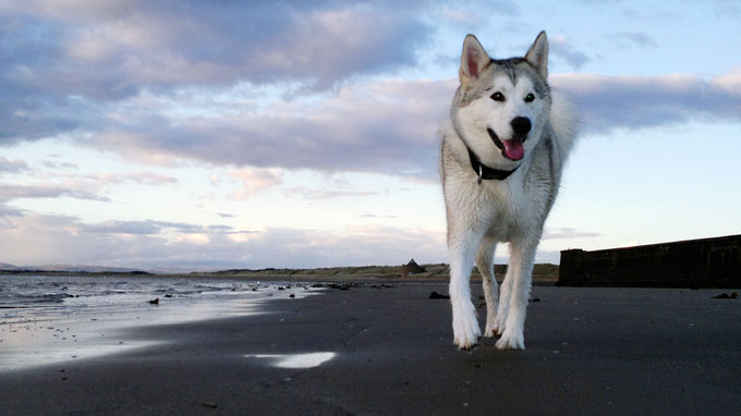 siberian-husky-dog-breed-pictures-5.jpg