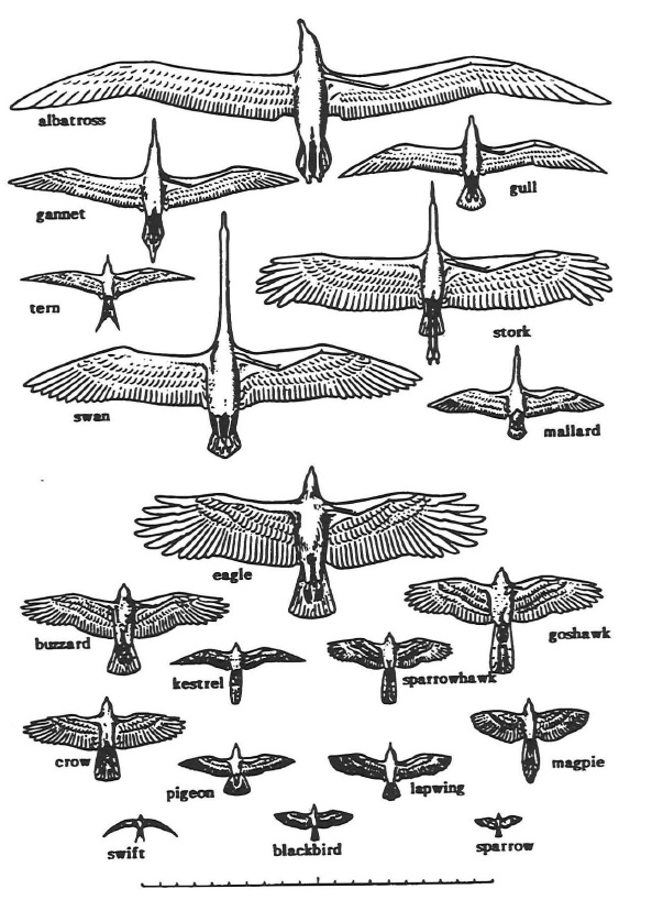 Bird Wingspan Chart
