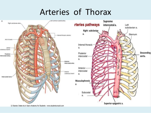 anatomy-of-thorax-2-17-638.jpg?cb=143995