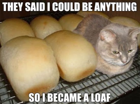 funny-cat-meme-cat-loaf.jpg