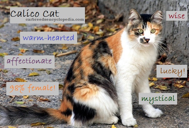 Calico-cat-description.jpg