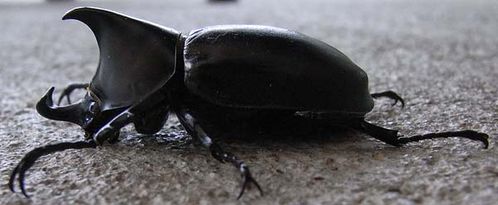 Rhinoceros-Beetle-2.jpg