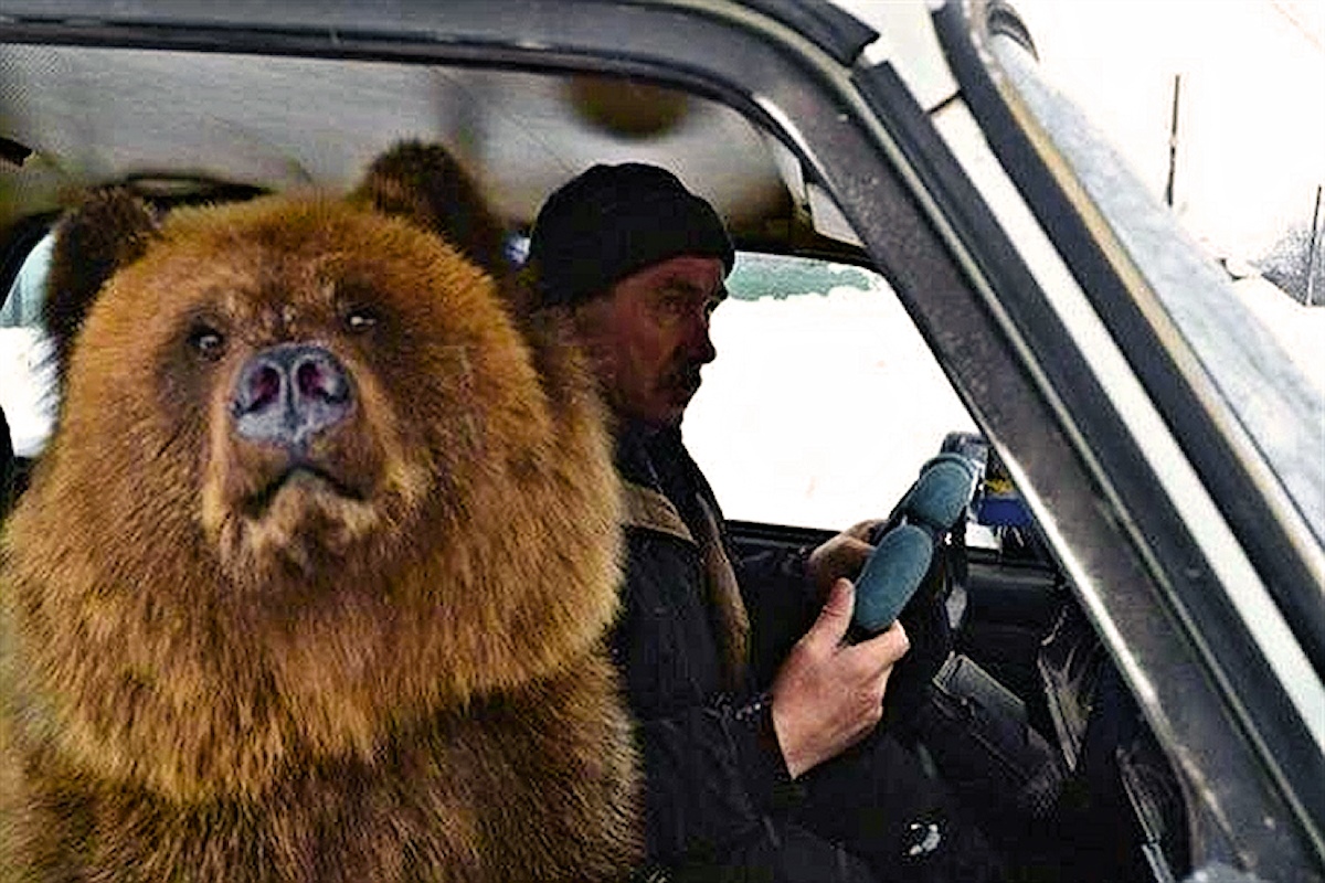 00-bear-in-car-10-04-14.jpg