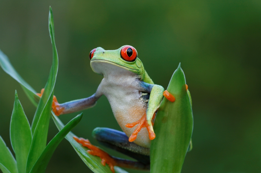 Costa-Rican-Red-Eyed-Tree-Frog1.jpg