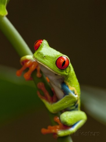 paul-souders-red-eyed-tree-frog-in-costa