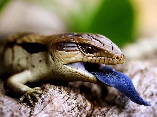 blue_tongued_lizard.jpg