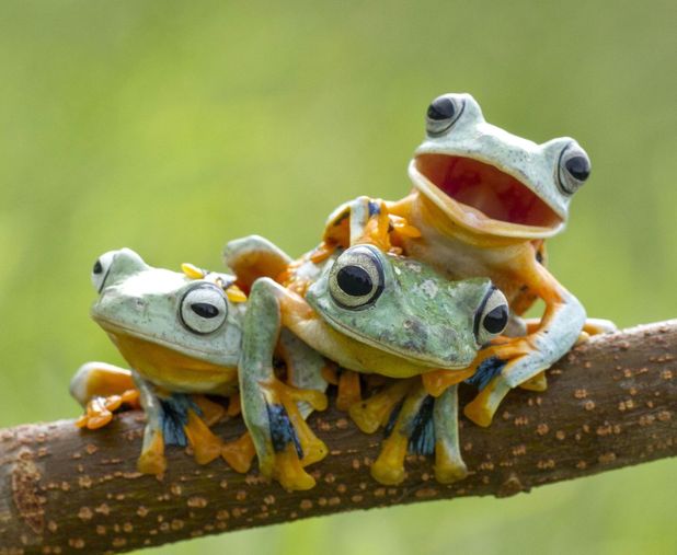 flying-frogs.jpg