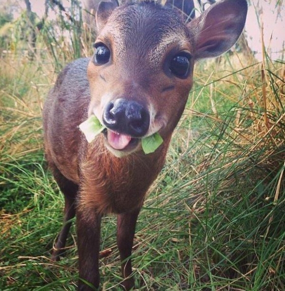 sig-4760860.cute-deer-animal-pictures-pi