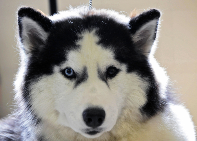 siberian-husky-dog-breed-pictures-1.jpg