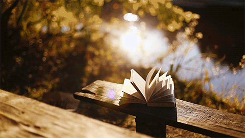 pretty-book-bench-nature-water-outdoors-