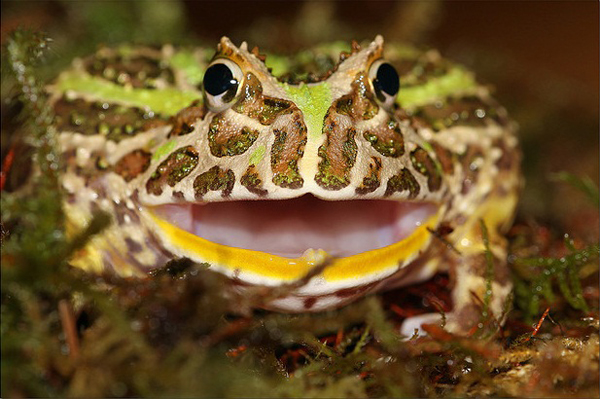 feeding-ornate-horned-frog.jpg