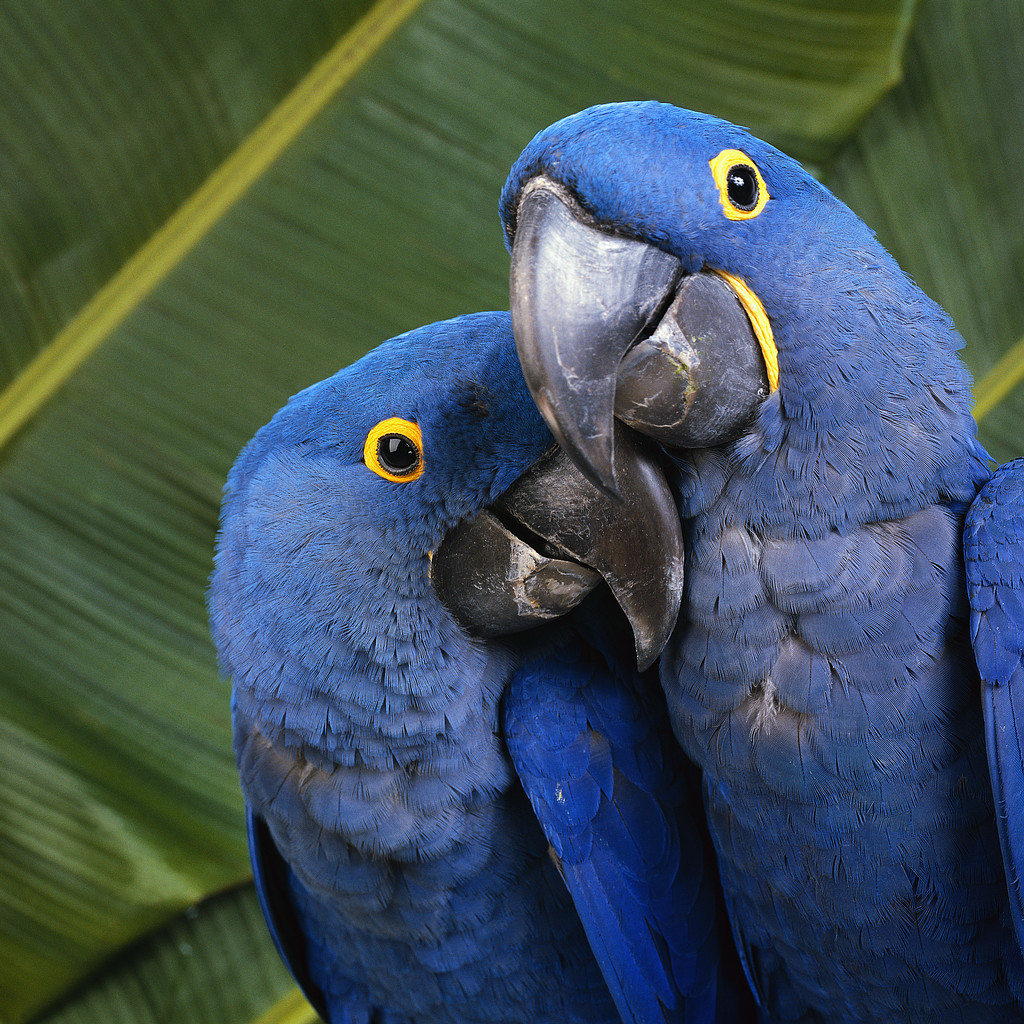 2-blue-parrots1.jpg