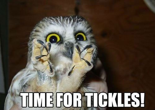 Hilariously-Adorable-Owl-Memes-15.jpg