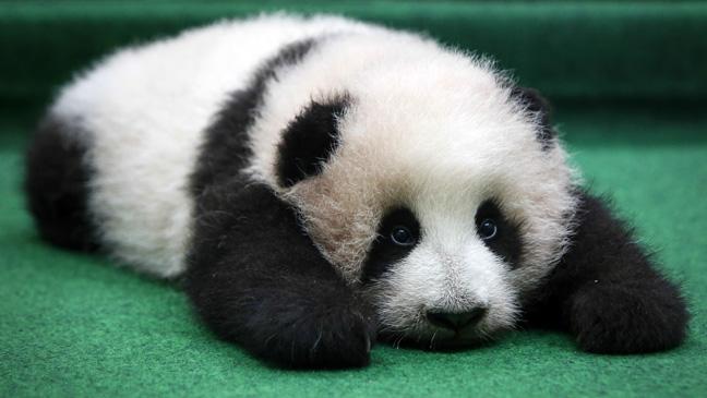 baby-panda-makes-world-debut-at-malaysia